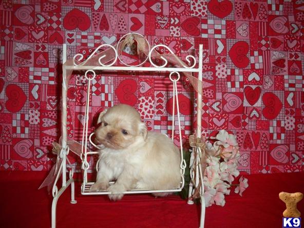 Shih Tzu Puppies